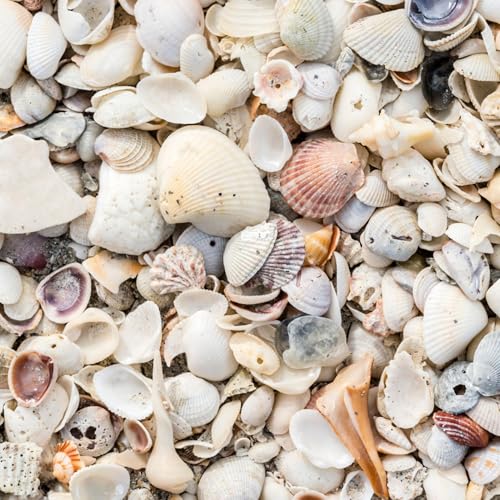 Natural Organic Sea Shell Mulch for Gardens and Landscaping (0.3 CF - 8 L - 9 QTS / Sea Shell Mulch)