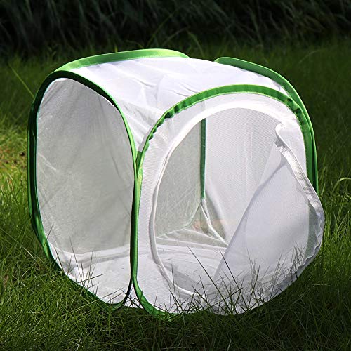Insect and Butterfly Habitat Cage Terrarium Pop (White With Green / 12 x 12 x 12 inches)