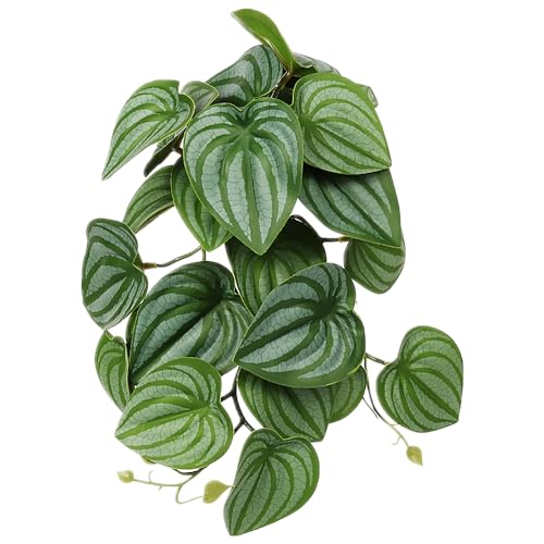 Fake Calathea Orbifolia (Fake Calathea Orbifolia)
