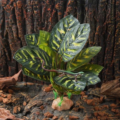 Terrarium Plants for Reptile Terrarium (Peacock Prayer)