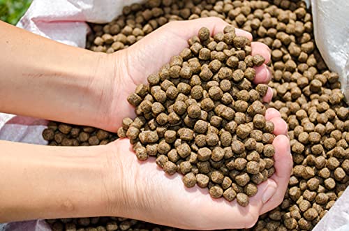 Premium Floating Fish Food
