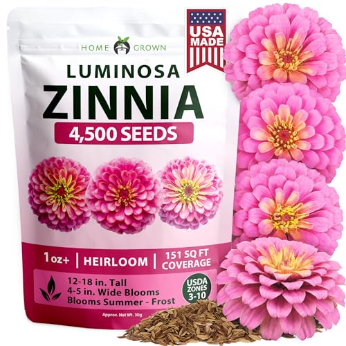 Luminosa Pink Zinnia 4