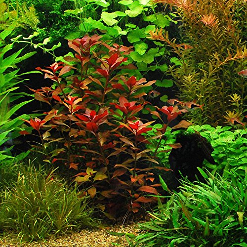 18 Plants Bundle (50+ Gallon Aquariums)