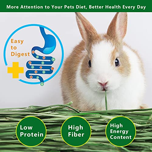 Timothy Hay 6.6LBS Small Pet Feed