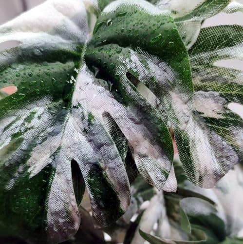 Reptile Plants for Terrarium (Monstera)