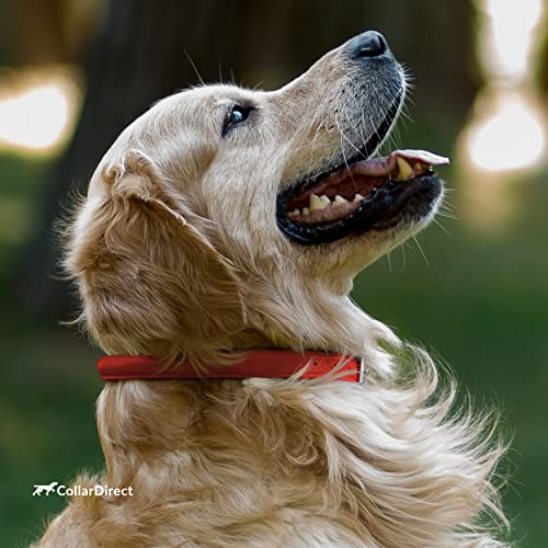 Tangle Free Rolled Leather Dog Collar