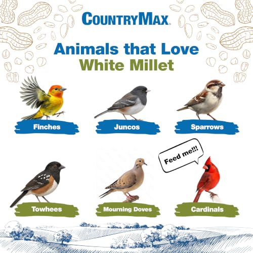 50LB White Proso Millet Bird Seed for Wild Birds & Finches (White Millet / 50 Pound (Pack of 1))