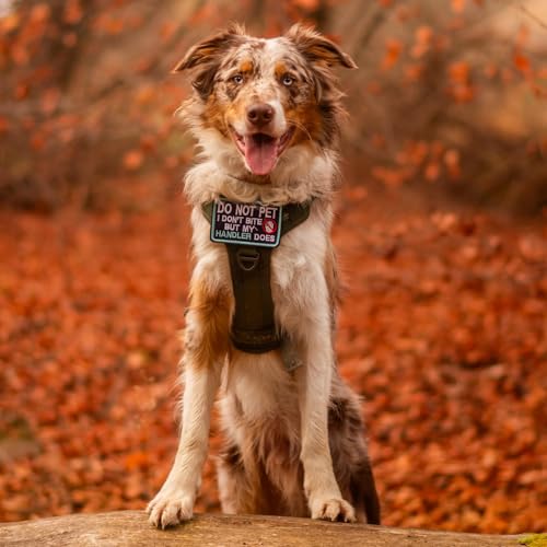 Tactical Dog Harness Medium Sized (M(chest:20.1"-33.9",neck:17.7"-22.3",back:7.5") / Orange)