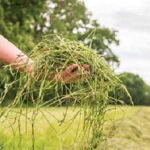 Timothy Hay Easy Flake Feed for Small Pets (25 Pound (Pack of 1))