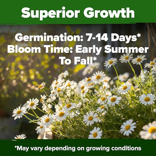 German Chamomile Seeds