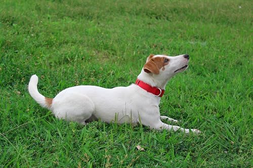 Nylon Dog Collar with Quick Release Buckle Soft Adjustable Sturdy for Small Medium Large Dogs Red (Red / L：17.5"-25.5")