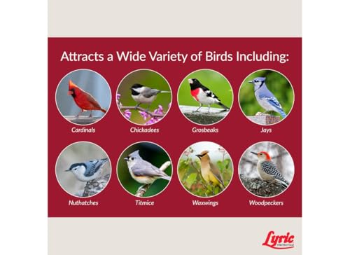 Fruit and Nut Wild Bird Seed for Outside Feeders (5 Pound (Pack of 1))