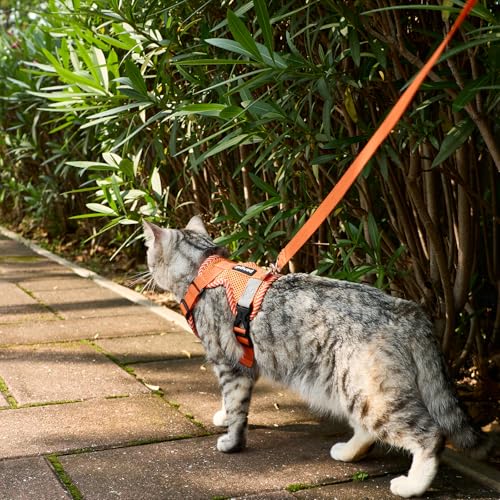 Cat Harness and Leash Set (Orange / Medium)