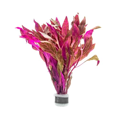 Live Aquarium Red Stem Plants (Lead Bunch - 1 Pack / Alternanthera Rosanervig)