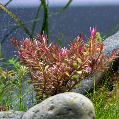 Live Aquarium Red Stem Plants (Lead Bunch - 1 Pack / Rotala Blood Red)