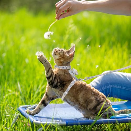 Cat Harness and Leash Set (Bow Tie)