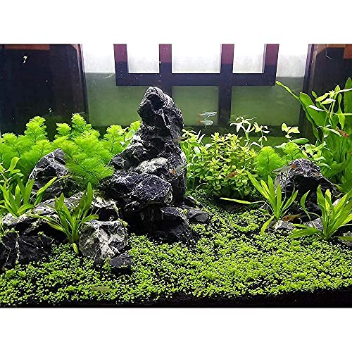 Tonwa Seiryu Stone 17lb Natural Aquarium Rocks for Fish Tank Decor (02 Tonwa Stones(2-8inch,17lbs))