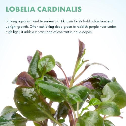 Live Plants Cardinal Flower (Pot - 1 Pack / Lobelia Cardinalis)