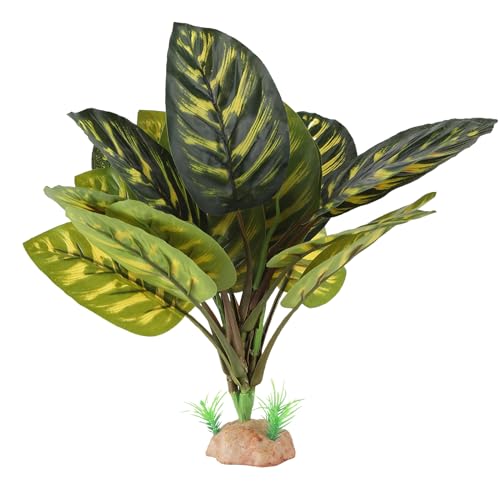 Terrarium Plants for Reptile Terrarium (Peacock Prayer)