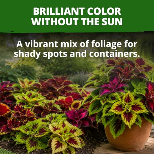 Rainbow Mix Coleus 400 Flower Seeds Plectranthus scutellarioides
