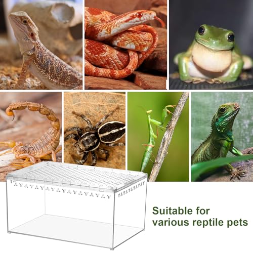Tarantula Enclosure Spider Terrarium Hermit Crab Tank Large (L-Only Terrarium)