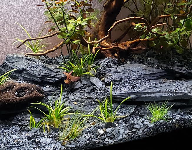 Natural Slate Stone 5 to 7 Inches (5 lbs)