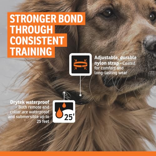 Rechargeable In (1 Dog System)