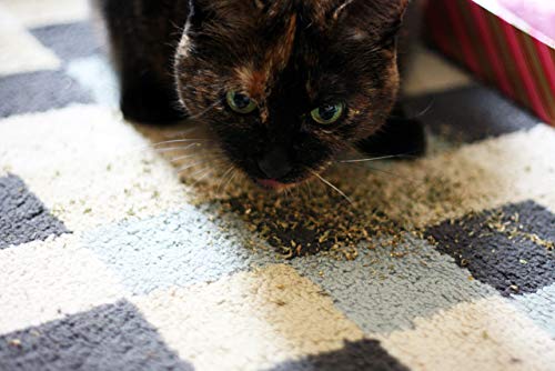 Purrple Passion Catnip Blend for Cats