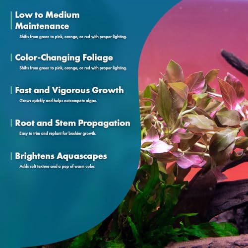 Live Plants Ludwigia Ovalis (Lead Bunch - 4 Pack / Ludwigia Ovalis)