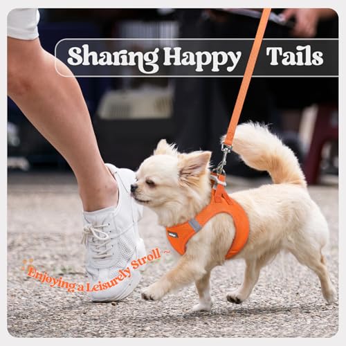 Dog Harness Small Sized and Leash Set (Orange / Xxs (chest: 12.4 - 14.2"))