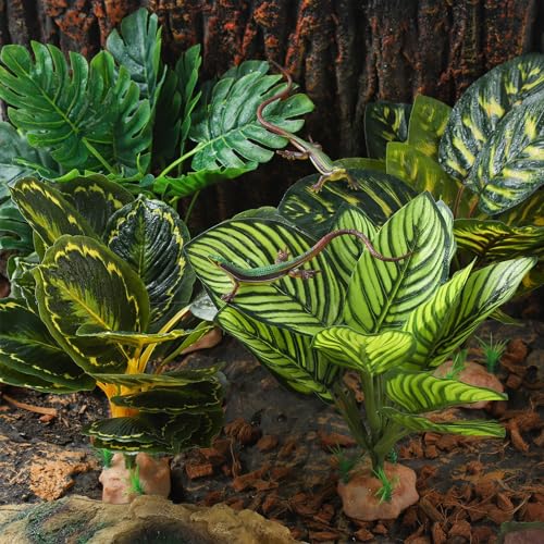 Reptile Terrarium Plants (Calathea Makoyana A)