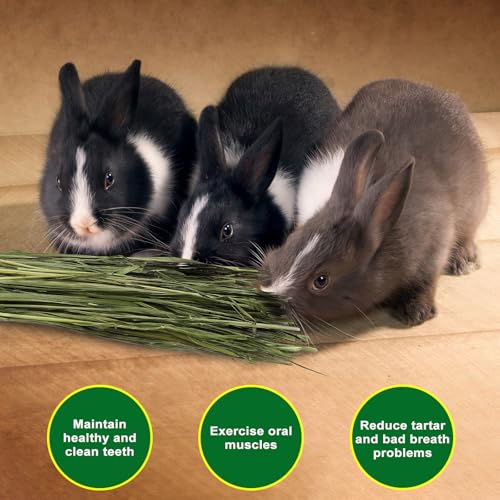 Premium Dust Free Oat Hay 1.05lbs for Small Pets (1.05 Pound (Pack of 1))