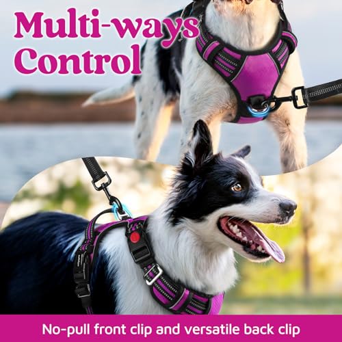 Dog Harness for Large (Purple / Large)