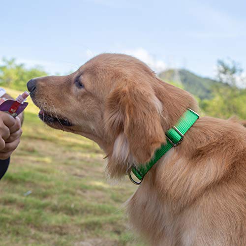 Green Dog Collar for Medium Dogs (Medium / Lime Green)
