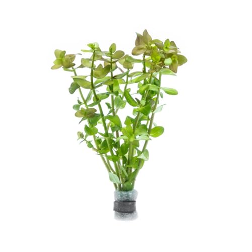 Live Aquarium Red Stem Plants