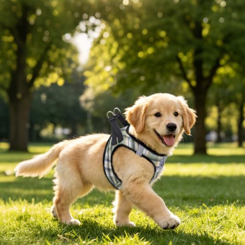 Dog Harness Collar and Leash Set No Pull for Small Medium Sized (Yellow Green / S (CHEST 14.5"-16"))