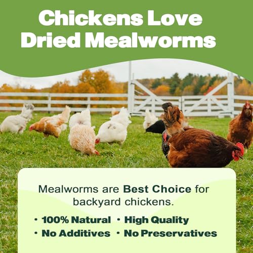 Dried Mealworms