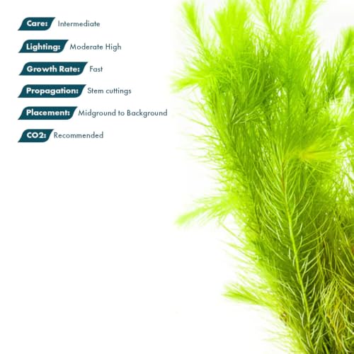 Live Aquarium Stem Plants (Lead Bunch / Rotala Nanjenshan)