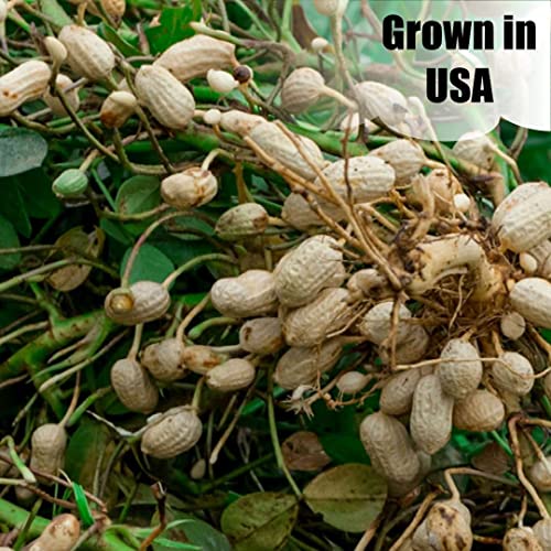 Wildlife in Shell Peanuts for Birds (8 Pound (Pack of 1) / In-Shell)