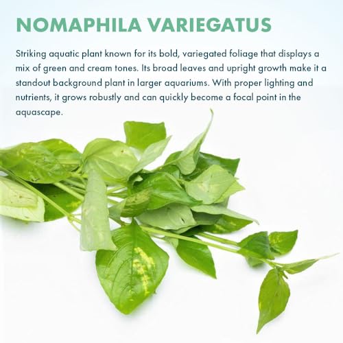 Live Plants Variegated Hygrophila (Pot - 1 Pack / Nomaphila Variegatus)