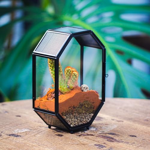 Mini Vented Glass Terrarium with Vent and Door for Jumping Spiders (5 x 2.3 x 7 inches)