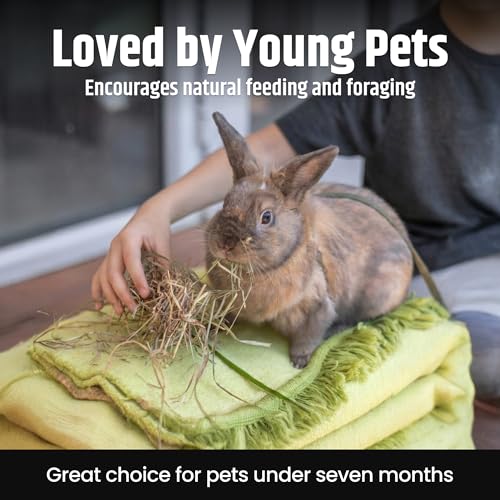 Alfalfa Hay for Young Rabbits and Guinea Pigs (1 Pound (Pack of 1))