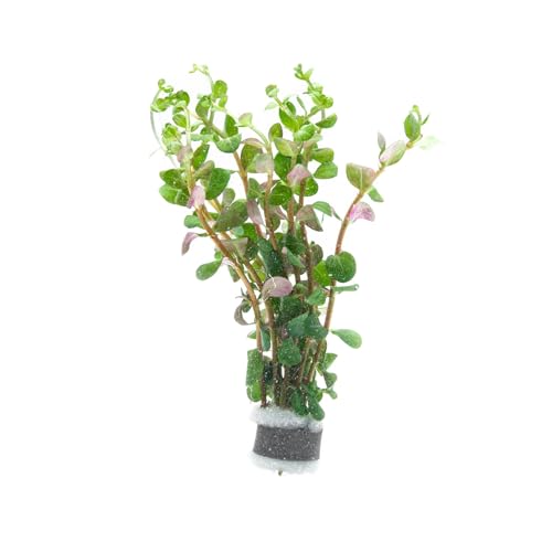 Live Plant Rotala Mexicana (Lead Bunch - 1 Pack / Rotala Mexicana)