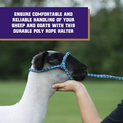 Poly Rope Sheep Halter (Lime/Hurricane Blue/Royal Blue)