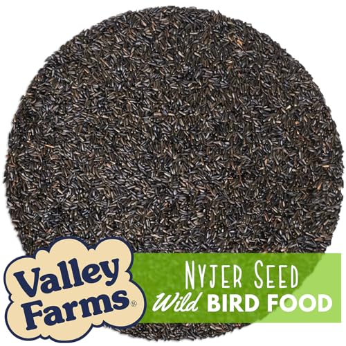 Nyjer Seed Wild Bird Food (15 Pound (Pack of 1))