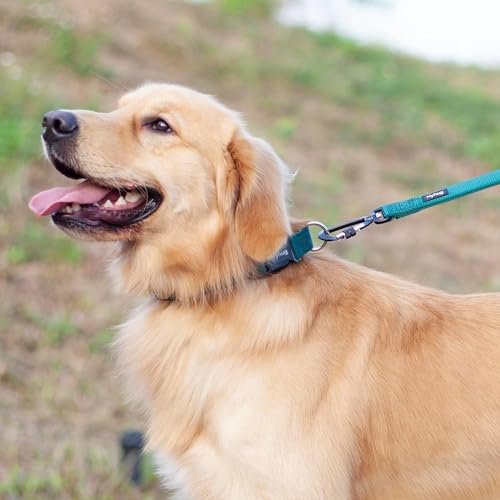 Green Dog Collar for Medium Dogs (Medium / Dark Green)