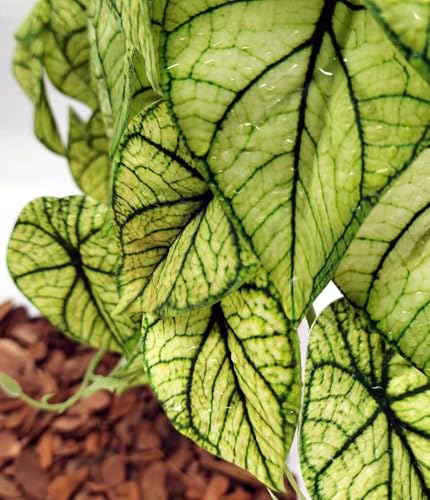 Reptile Plants for Terrarium (Green Arrowhead)