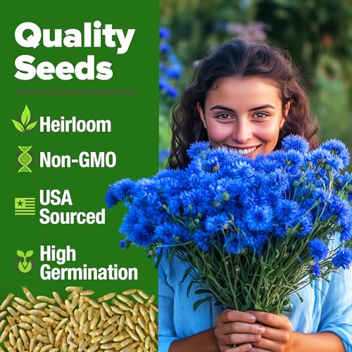 Bachelor Button Seeds