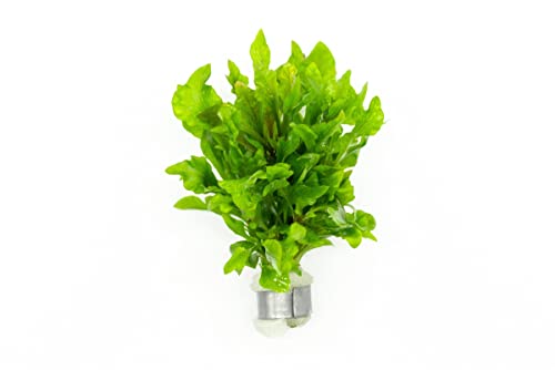 Live Aquarium Stem Plants (Lead Bunch - 1 Pack / Ammania Senegalensis)
