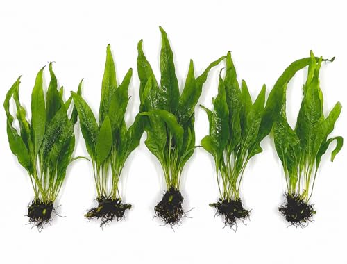Microsorum Java Fern Plants for Freshwater Aquariums